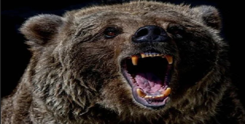 Bears become vegetarian