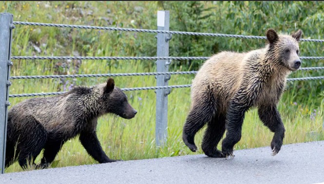 2 grizzly bears illegally shot along Alberta highway on same day