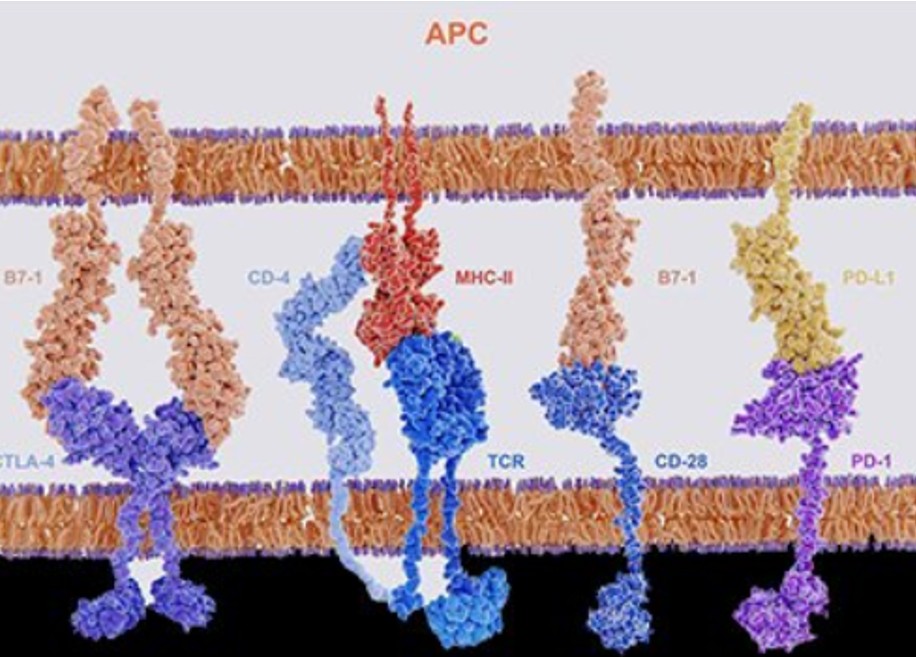 Cancer cells evade the immune system by hijacking mitochondria