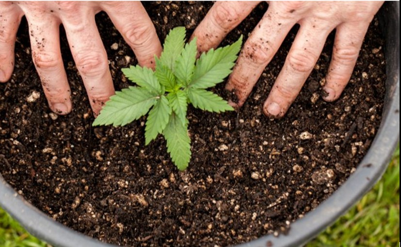 Approval Granted for Cannabis Production in Sri Lanka – Minister Nalinda