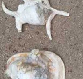 Four arrested over attempt to sell rare conch shells