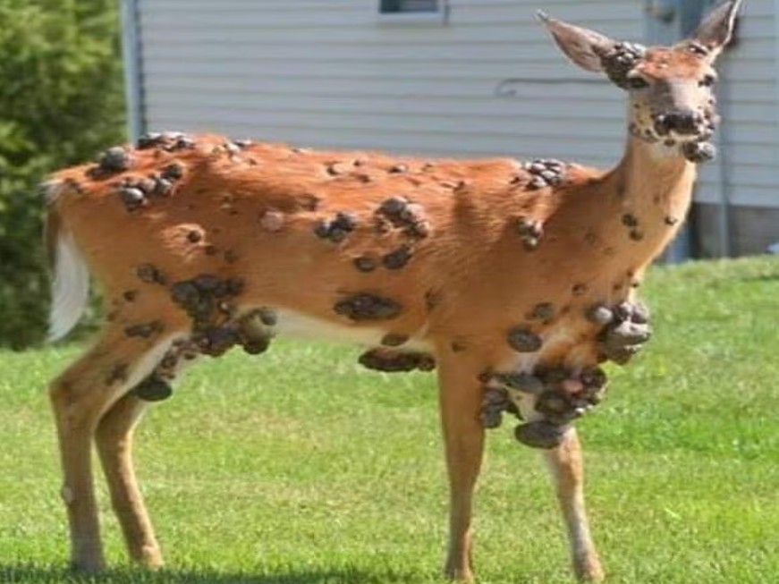 Fear of outbreak mount as grotesque wildlife mutations across the US revealed