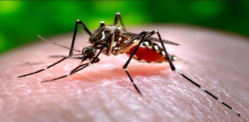 Women Account for 37 of 53 Dengue Deaths This Year, Says National Dengue Control Unit