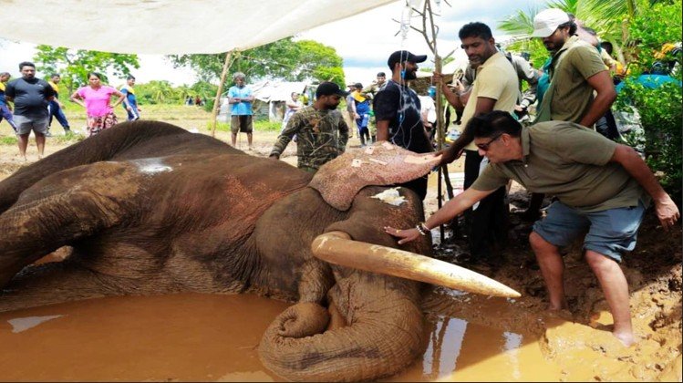 4 Teams, Including the CID, Intensify Investigations into the Death of Elephant Kavanthissa