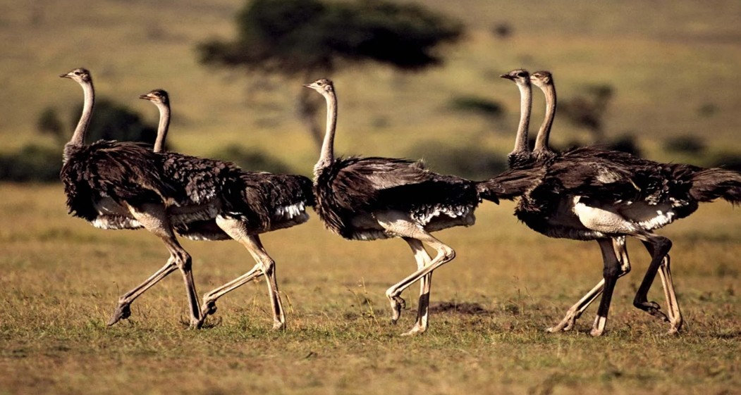 ‘Delay culling of 400 Ostriches’, B.C. farmers to Supreme Court, say birds don’t have flu