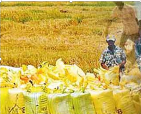 Govt. to commence paddy purchasing this month