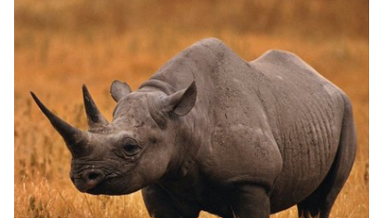 South African scientists make Rhino horns radioactive to fight Poaching
