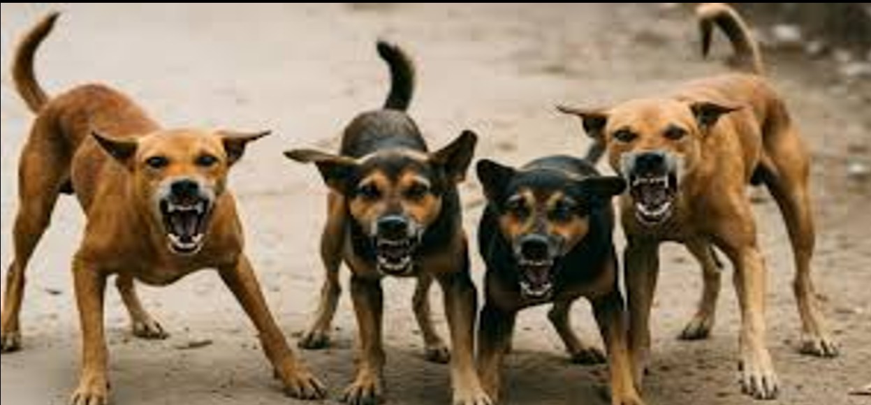 Delhi Stray Dogs: SC modifies earlier order; stray dogs to be released back to same areas after sterilisation, immunisation