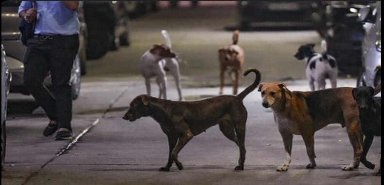 Stray dogs bite foreign coaches at World Para Athletics Championships in Delhi