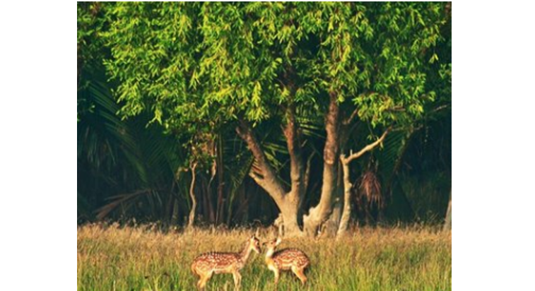 Sundarbans under threat