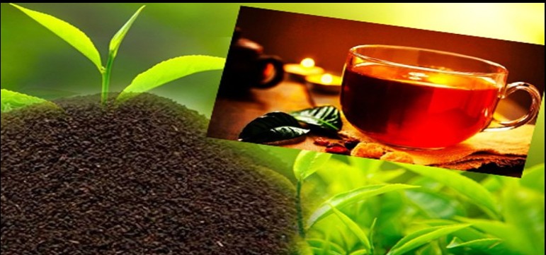 Demand for Sri Lankan Tea Rises in Middle East: Tea Board
