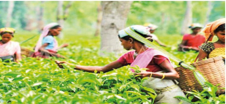 Risk of Losing USD 50 Million Monthly – Tea Exporters’ Association