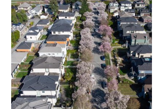 Vancouver councillors call for 100,000 trees to be planted to ward off extreme heat